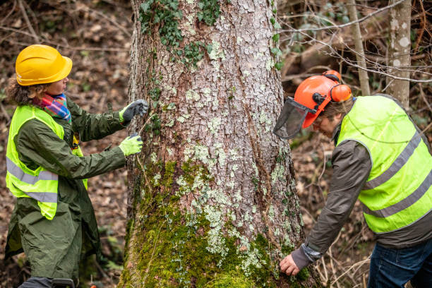 Best Tree Risk Assessment  in Valley Falls, KS